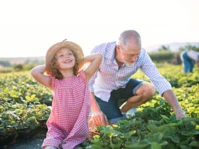 small-girl-with-grandfather-picking-strawberries-o-2022-02-02-04-48-51-utc
